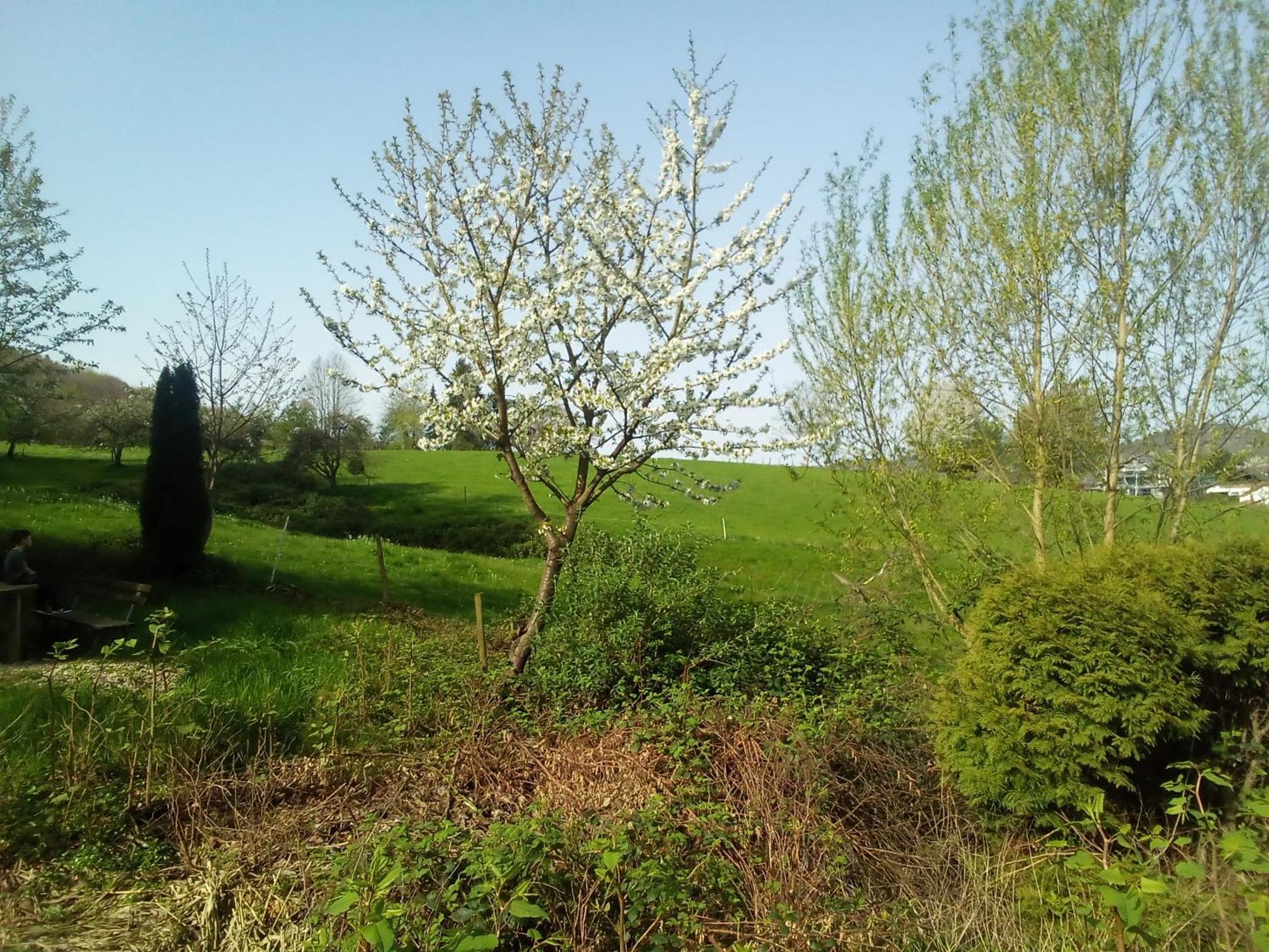 Nettes Apartment Forest Hill Birkenau Heidelberg Mannheim Weinheim 外观 照片